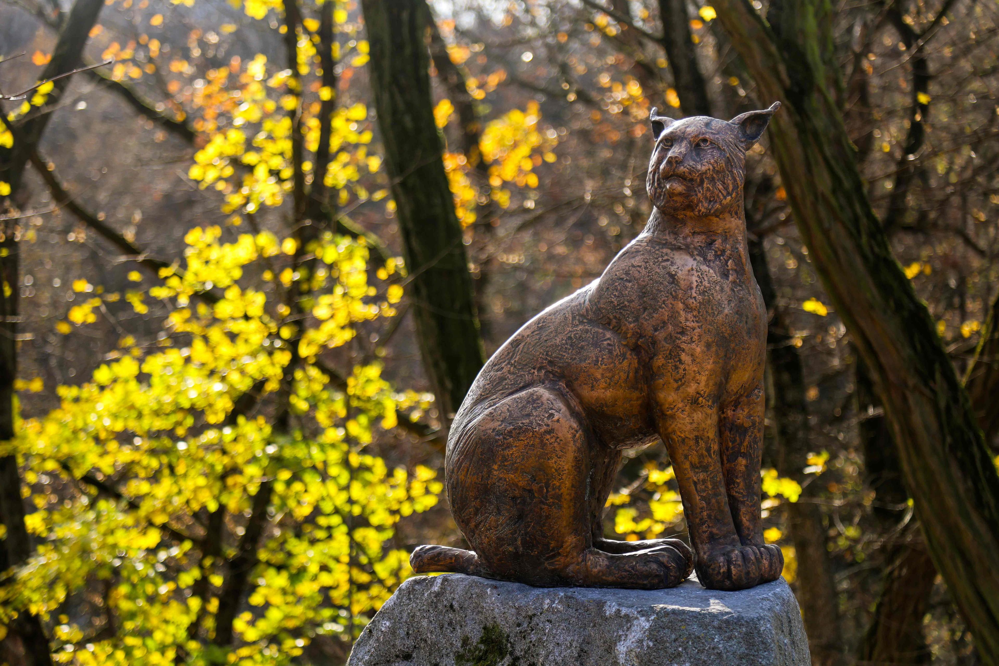 Pri výbehu rysa ostrovida v ZOO Bratislava pribudla nová bronzová socha od Filipa Šicka