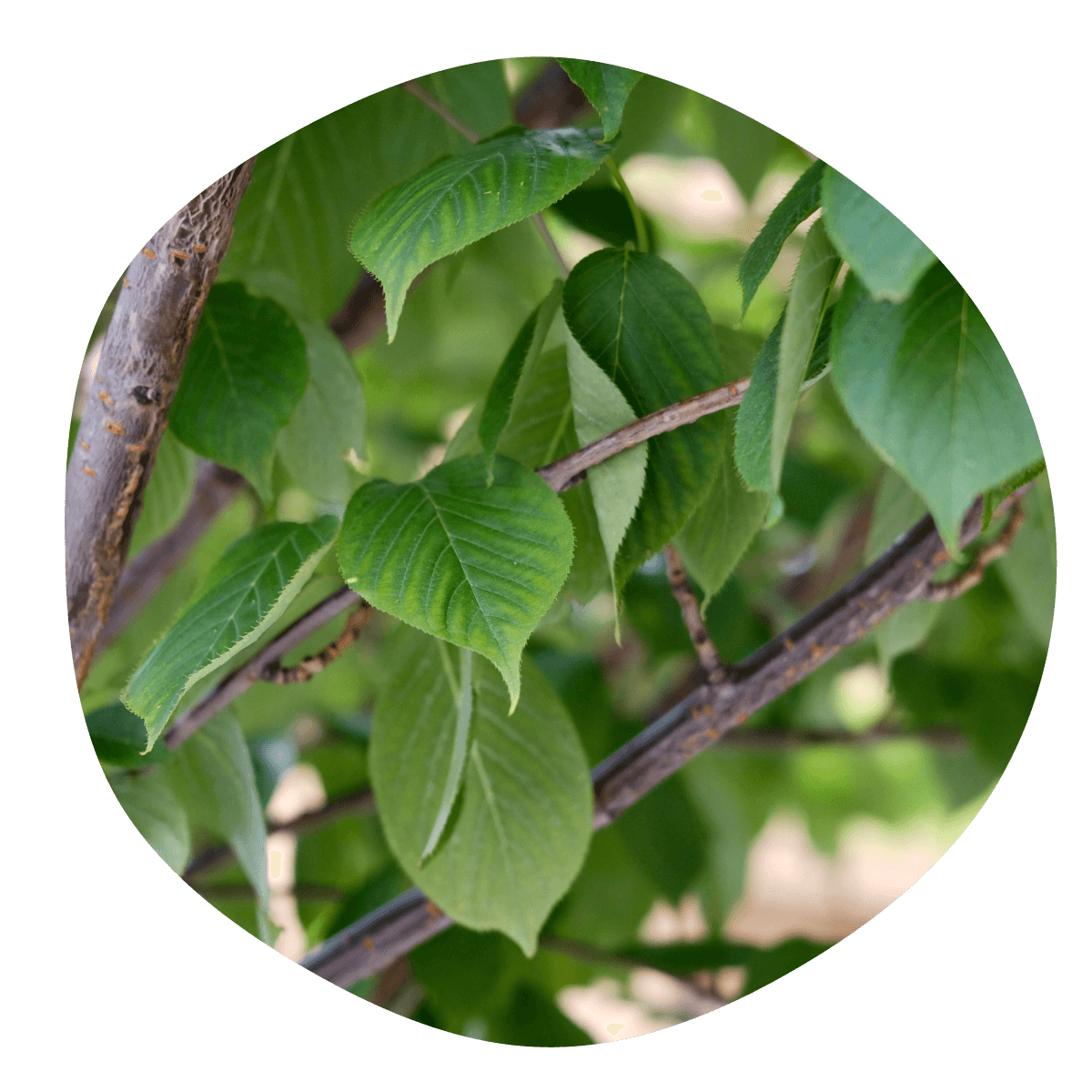 Čerešňa japonská Kanzan