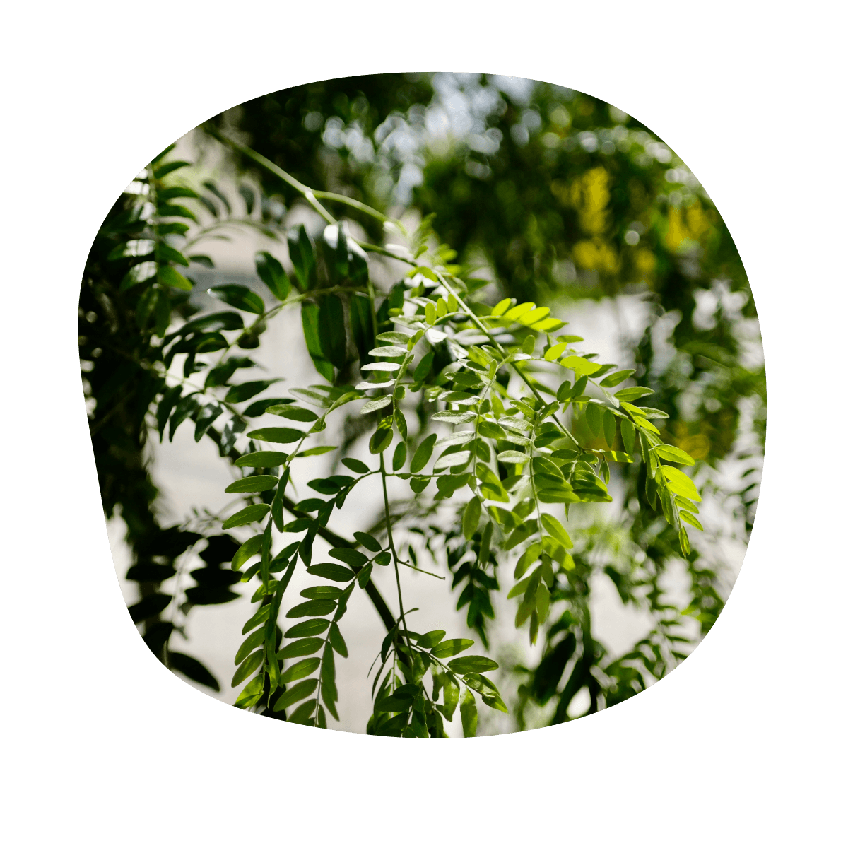 Gledíčia trojtŕňová - Gleditsia triacanthos ´Skyline´